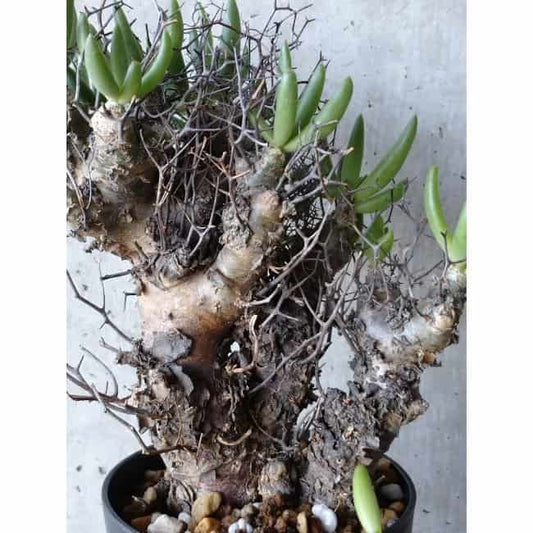 【現品限り】チレコドン 万物想 d101 202111 Tylecodon reticulatus レティキュラーツス