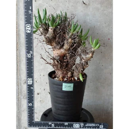 【現品限り】チレコドン 万物想 d101 202111 Tylecodon reticulatus レティキュラーツス