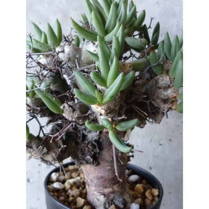 【現品限り】チレコドン 万物想 d102 202111 Tylecodon reticulatus レティキュラーツス