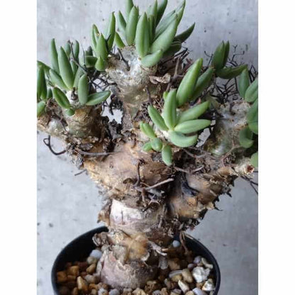 【現品限り】チレコドン 万物想 d102 202111 Tylecodon reticulatus レティキュラーツス