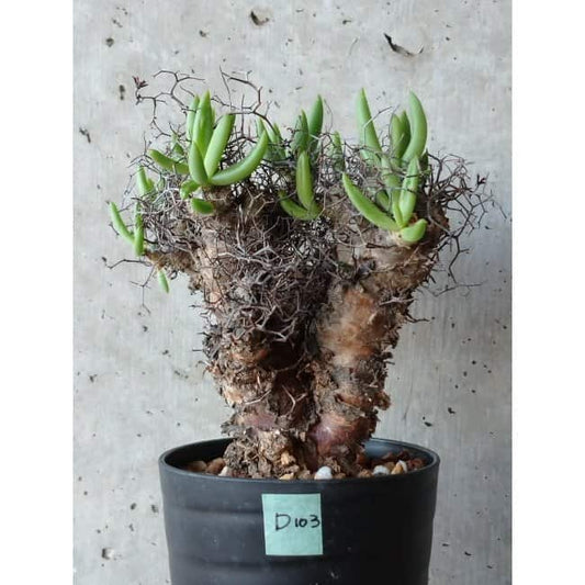 【現品限り】チレコドン 万物想 d103 202111 Tylecodon reticulatus レティキュラーツス