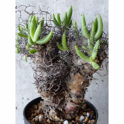 【現品限り】チレコドン 万物想 d103 202111 Tylecodon reticulatus レティキュラーツス