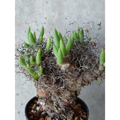【現品限り】チレコドン 万物想 d103 202111 Tylecodon reticulatus レティキュラーツス