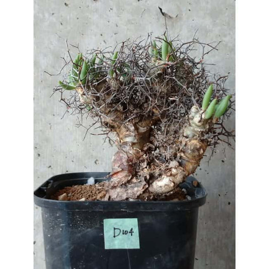 【現品限り】チレコドン 万物想 d104 202111 Tylecodon reticulatus レティキュラーツス