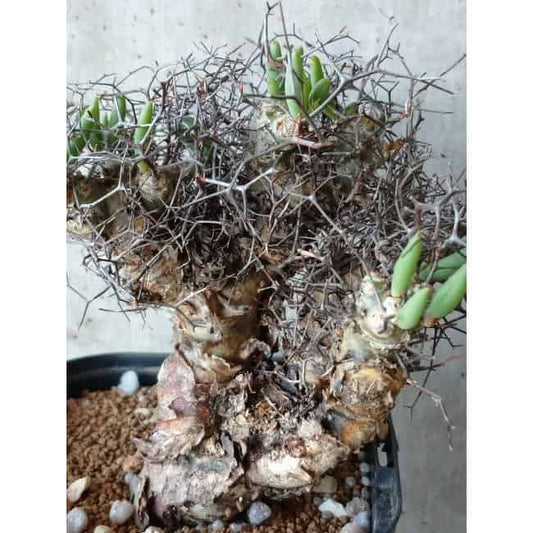 【現品限り】チレコドン 万物想 d104 202111 Tylecodon reticulatus レティキュラーツス