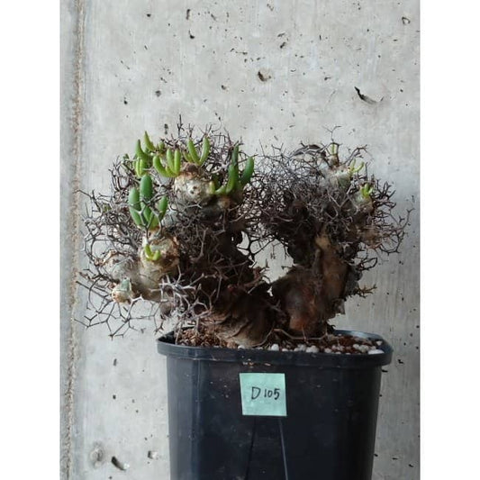 【現品限り】チレコドン 万物想 d105 202111 Tylecodon reticulatus レティキュラーツス