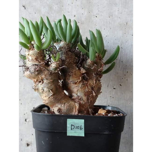 【現品限り】チレコドン 万物想 d106 202111 Tylecodon reticulatus レティキュラーツス