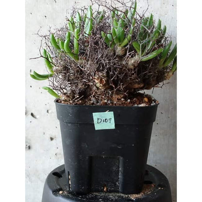 【現品限り】チレコドン 万物想 d107 202111 Tylecodon reticulatus レティキュラーツス