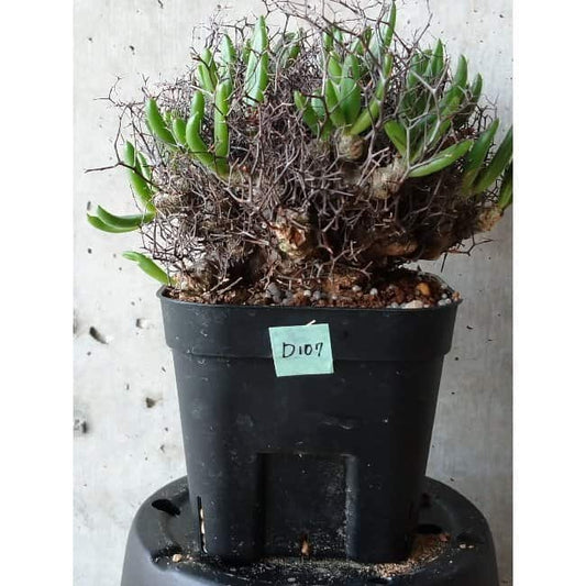 【現品限り】チレコドン 万物想 d107 202111 Tylecodon reticulatus レティキュラーツス