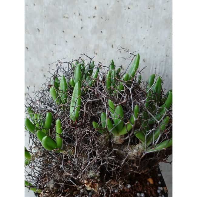 【現品限り】チレコドン 万物想 d107 202111 Tylecodon reticulatus レティキュラーツス