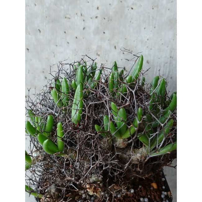 【現品限り】チレコドン 万物想 d107 202111 Tylecodon reticulatus レティキュラーツス