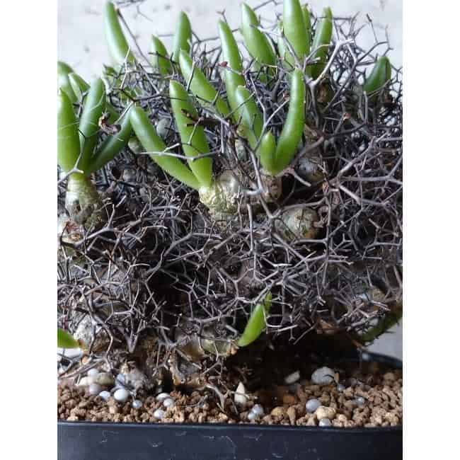 【現品限り】チレコドン 万物想 d107 202111 Tylecodon reticulatus レティキュラーツス