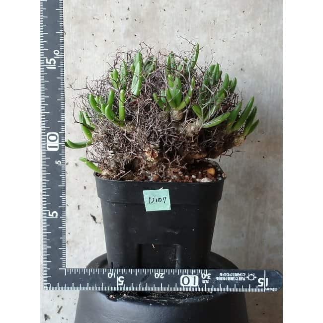 【現品限り】チレコドン 万物想 d107 202111 Tylecodon reticulatus レティキュラーツス