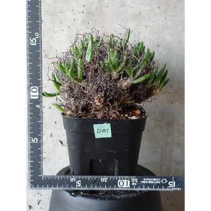 【現品限り】チレコドン 万物想 d107 202111 Tylecodon reticulatus レティキュラーツス