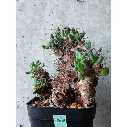 【現品限り】チレコドン 万物想 d108 202111 Tylecodon reticulatus レティキュラーツス