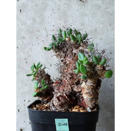 【現品限り】チレコドン 万物想 d108 202111 Tylecodon reticulatus レティキュラーツス