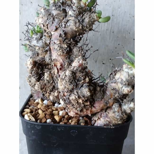 【現品限り】チレコドン 万物想 d108 202111 Tylecodon reticulatus レティキュラーツス