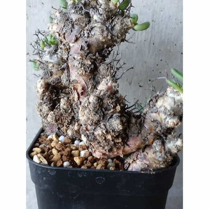 【現品限り】チレコドン 万物想 d108 202111 Tylecodon reticulatus レティキュラーツス