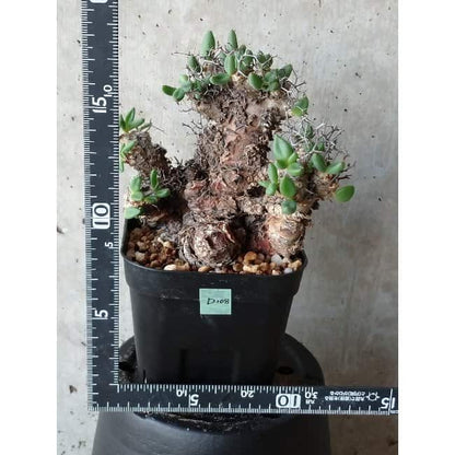 【現品限り】チレコドン 万物想 d108 202111 Tylecodon reticulatus レティキュラーツス