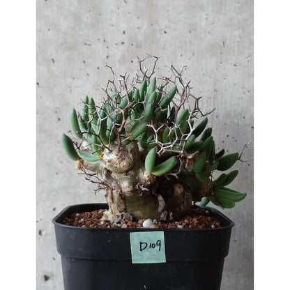 【現品限り】チレコドン 万物想 d109 202111 Tylecodon reticulatus レティキュラーツス