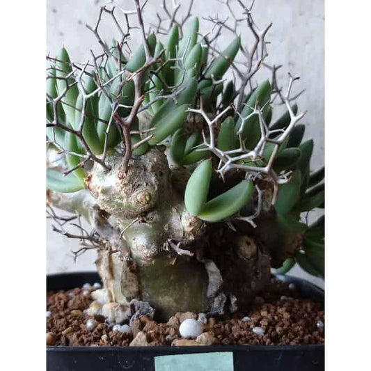 【現品限り】チレコドン 万物想 d109 202111 Tylecodon reticulatus レティキュラーツス