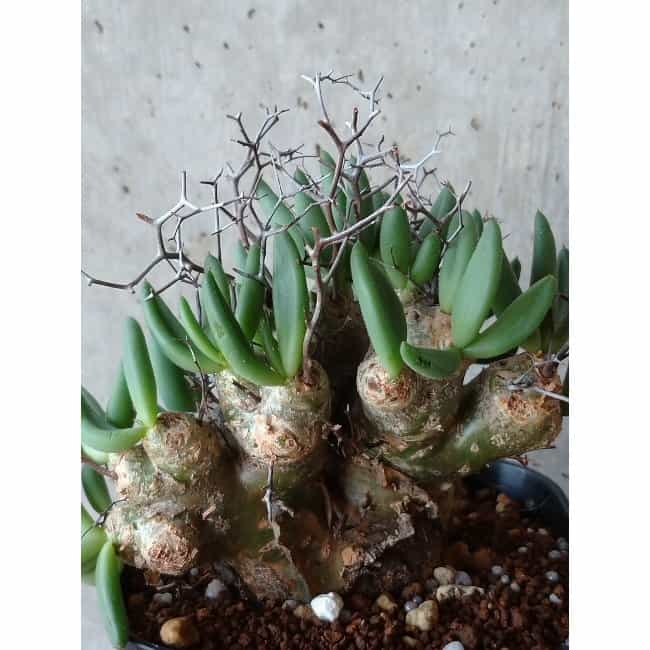【現品限り】チレコドン 万物想 d109 202111 Tylecodon reticulatus レティキュラーツス