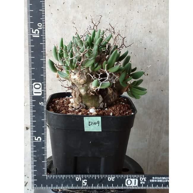 【現品限り】チレコドン 万物想 d109 202111 Tylecodon reticulatus レティキュラーツス