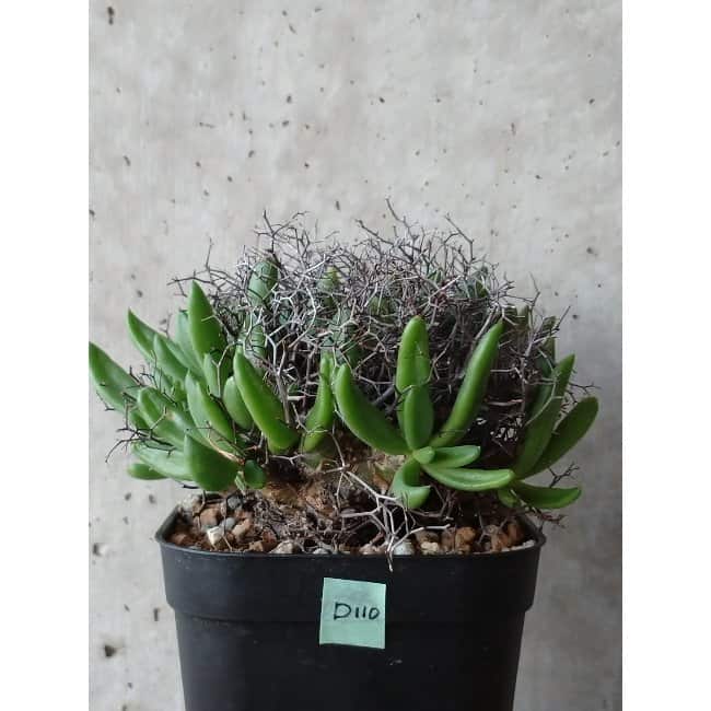 【現品限り】チレコドン 万物想 d110 202111 Tylecodon reticulatus レティキュラーツス