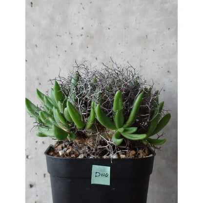 【現品限り】チレコドン 万物想 d110 202111 Tylecodon reticulatus レティキュラーツス