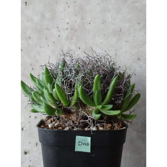 【現品限り】チレコドン 万物想 d110 202111 Tylecodon reticulatus レティキュラーツス