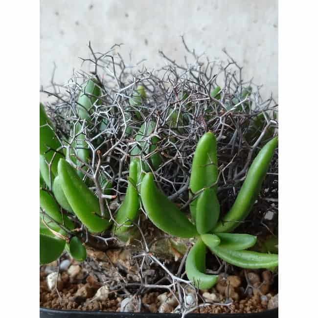 【現品限り】チレコドン 万物想 d110 202111 Tylecodon reticulatus レティキュラーツス