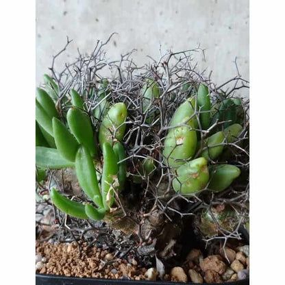 【現品限り】チレコドン 万物想 d110 202111 Tylecodon reticulatus レティキュラーツス