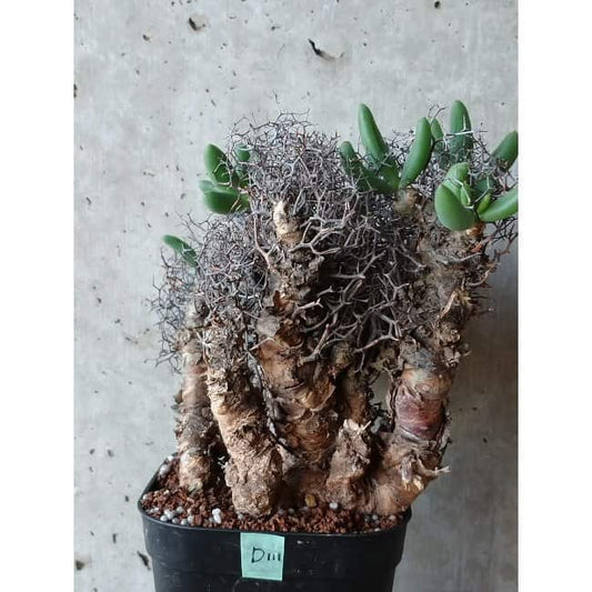 【現品限り】チレコドン 万物想 d111 202111 Tylecodon reticulatus レティキュラーツス