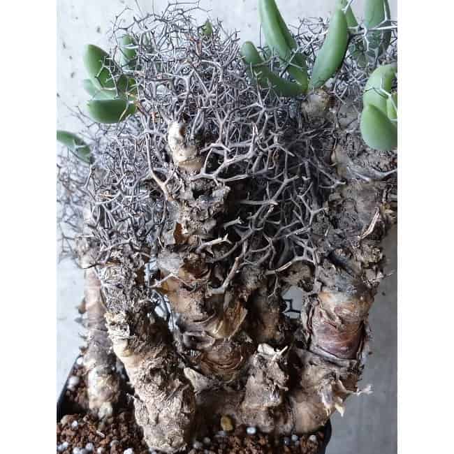 【現品限り】チレコドン 万物想 d111 202111 Tylecodon reticulatus レティキュラーツス