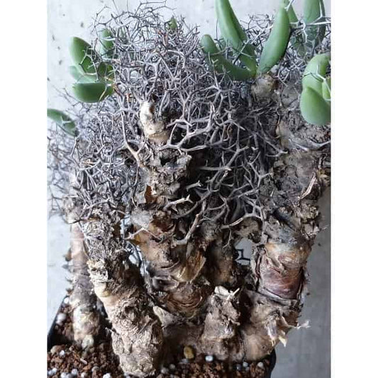 【現品限り】チレコドン 万物想 d111 202111 Tylecodon reticulatus レティキュラーツス