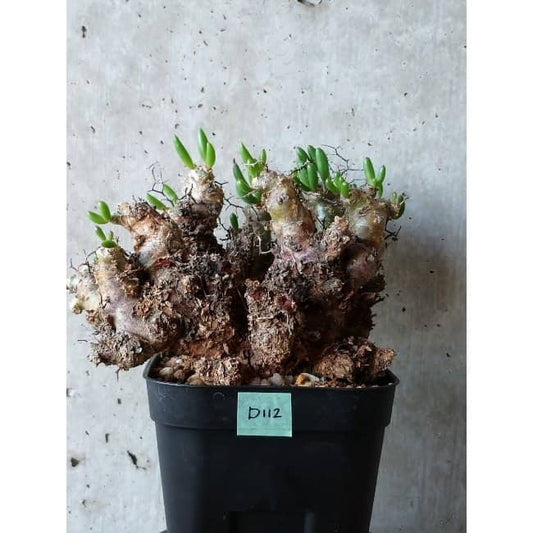 【現品限り】チレコドン 万物想 d112 202111 Tylecodon reticulatus レティキュラーツス