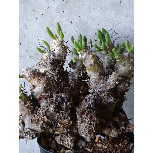 【現品限り】チレコドン 万物想 d112 202111 Tylecodon reticulatus レティキュラーツス