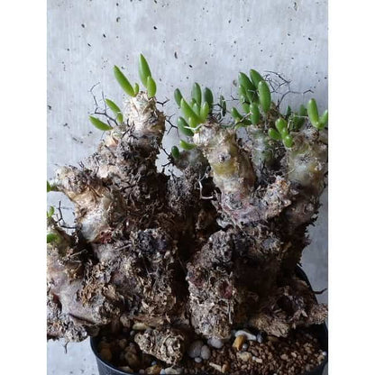 【現品限り】チレコドン 万物想 d112 202111 Tylecodon reticulatus レティキュラーツス