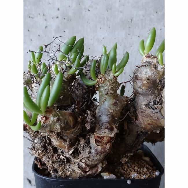 【現品限り】チレコドン 万物想 d112 202111 Tylecodon reticulatus レティキュラーツス