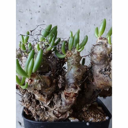 【現品限り】チレコドン 万物想 d112 202111 Tylecodon reticulatus レティキュラーツス