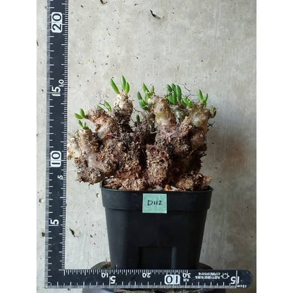 【現品限り】チレコドン 万物想 d112 202111 Tylecodon reticulatus レティキュラーツス