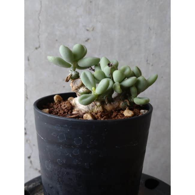 現品限り】チレコドン ボドレイアエ e101 202112 Tylecodon 塊根植物