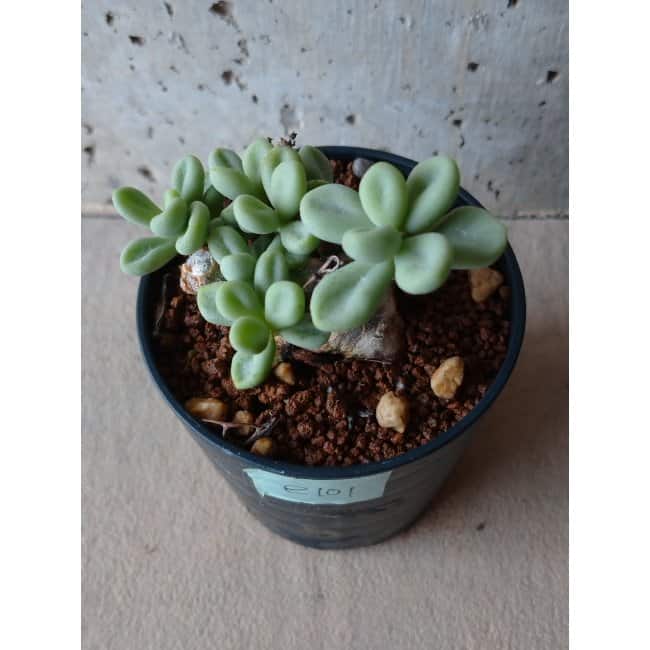 現品限り】チレコドン ボドレイアエ e101 202112 Tylecodon 塊根植物