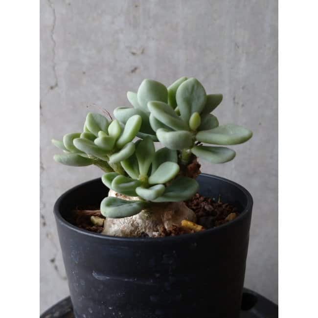 現品限り】チレコドン ボドレイアエ e102 202112 Tylecodon 塊根植物