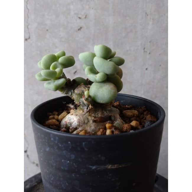 現品限り】チレコドン ボドレイアエ e103 202112 Tylecodon 塊根植物