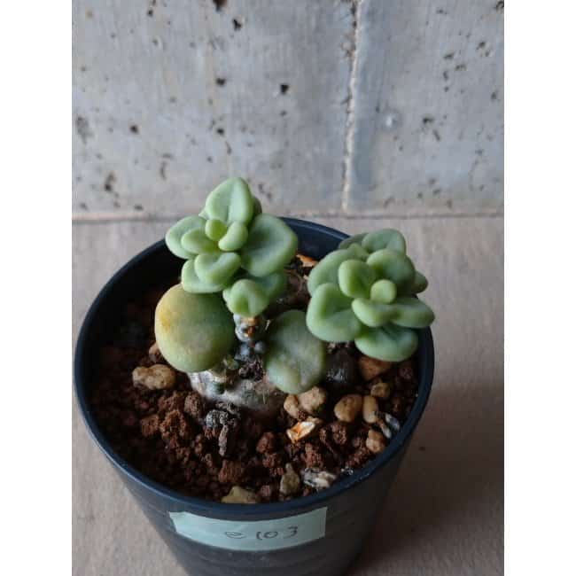 現品限り】チレコドン ボドレイアエ e103 202112 Tylecodon 塊根植物