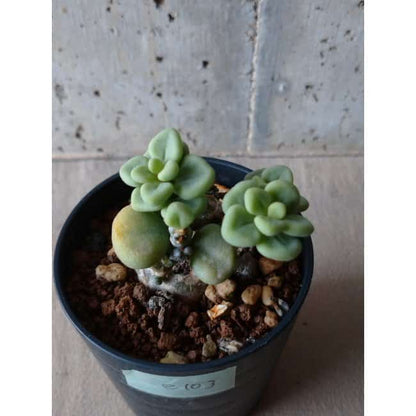 【現品限り】チレコドン ボドレイアエ e103 202112 Tylecodon