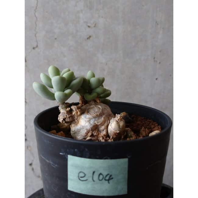 現品限り】チレコドン ボドレイアエ e104 202112 Tylecodon 塊根植物