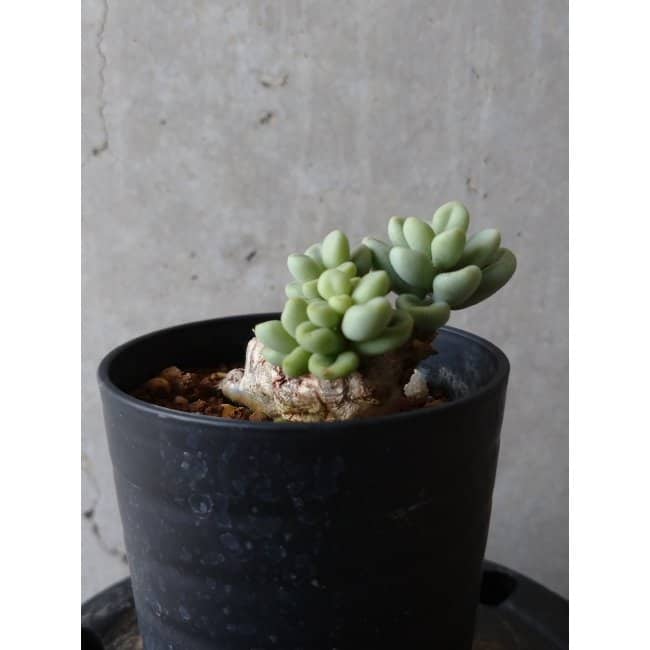 現品限り】チレコドン ボドレイアエ e104 202112 Tylecodon 塊根植物