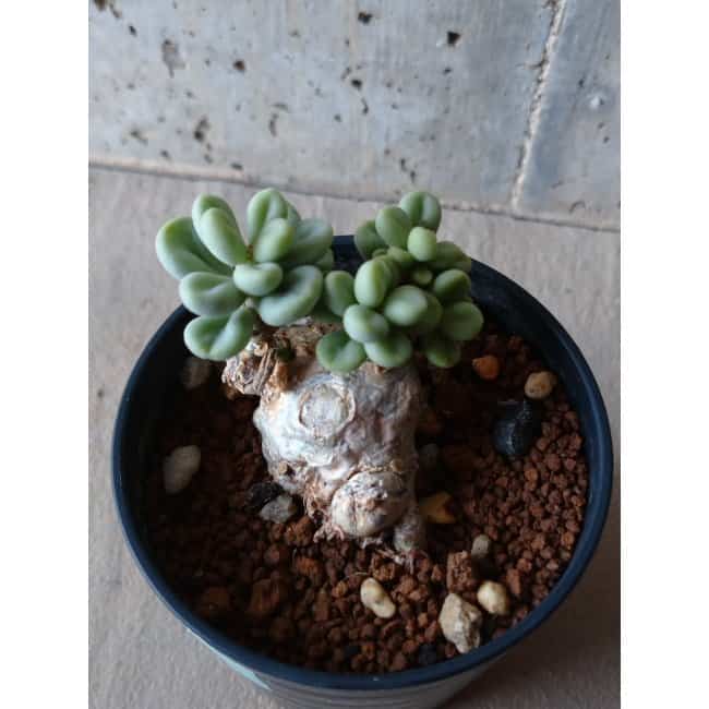 現品限り】チレコドン ボドレイアエ e104 202112 Tylecodon 塊根植物